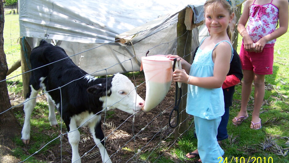 Bottle feeding a cute calf at Whiti Farm Park.