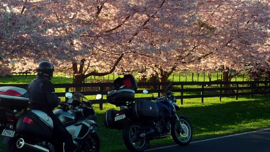 Spring blossoms in Pirongia