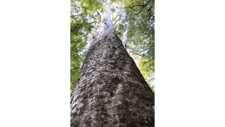 Te Tangi o Te Tui - the 4th largest Kauri in New Zealand, found in Puketi Forest.
