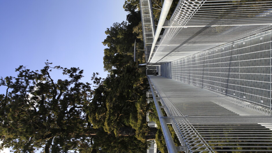 West Coast Tree Top Walk