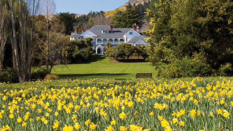 Otahuna Lodge with its field of more than 1 million daffodils.