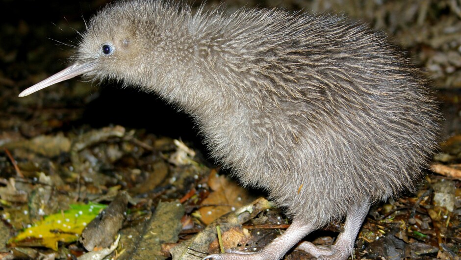 Kiwi - guaranteed Kiwi viewing