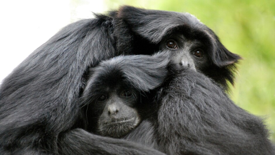 Siamang Gibbons