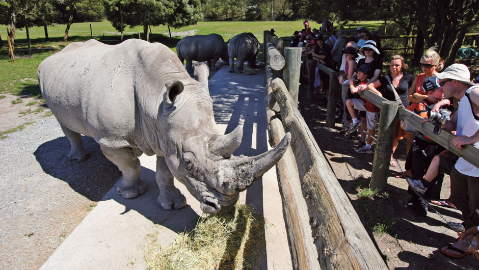 Visit the resident rhino at Orana Wildlife Park.