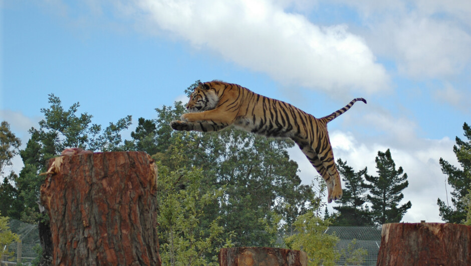 Don&#039;t forget to visit the tigers