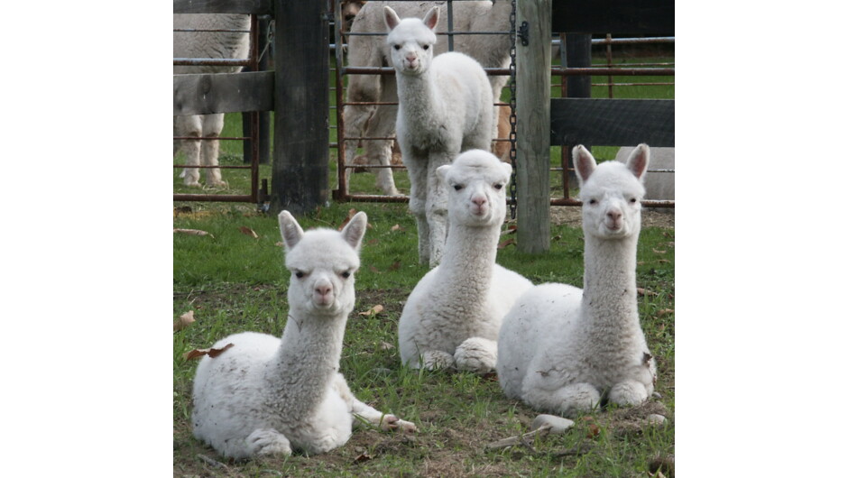 Baby Alpaca (called Cria)