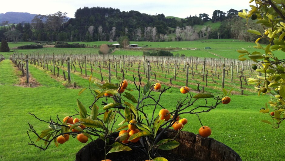 Rural Views from Ransom Wines