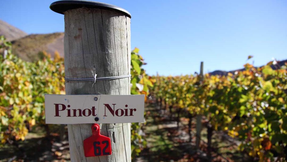 ギブストン・バレー・ワイナリーはピノ・ノワールの受賞で有名です