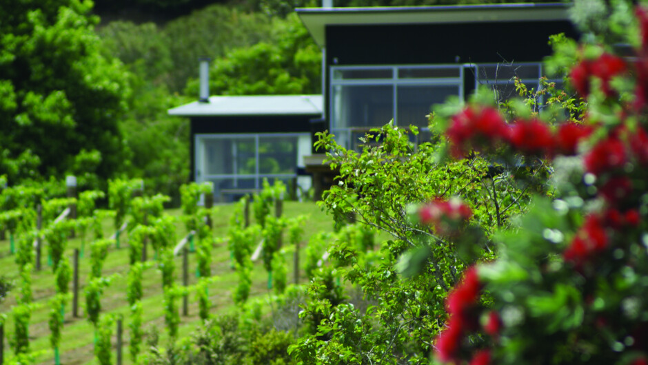 Bach nestled in the vines