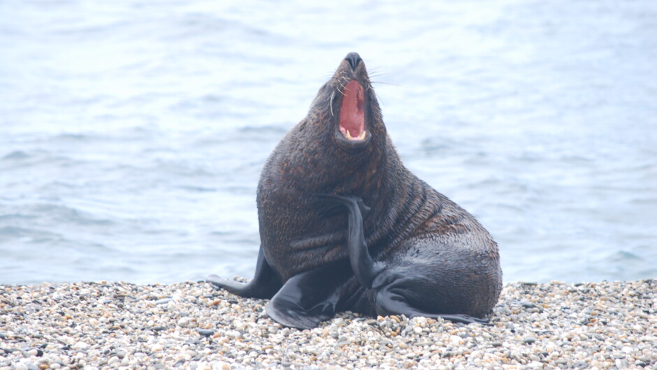 Kaikoura Brown Fur Seal