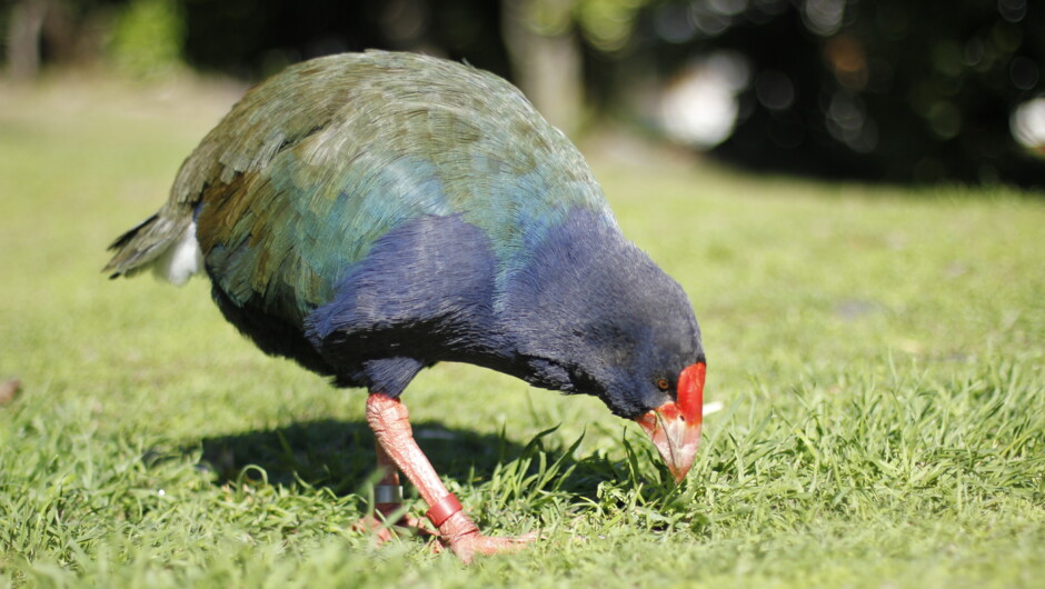 Takahe