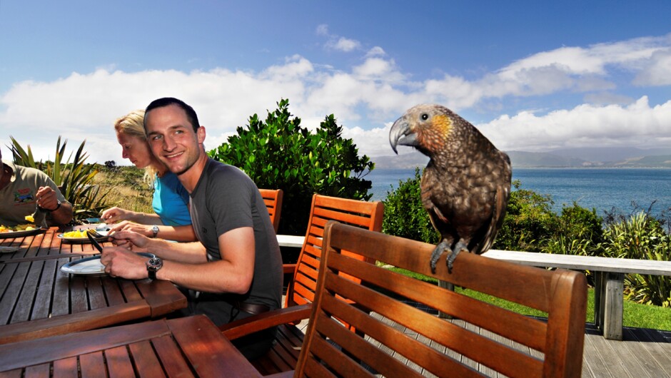 Kapiti Island Nature Tours