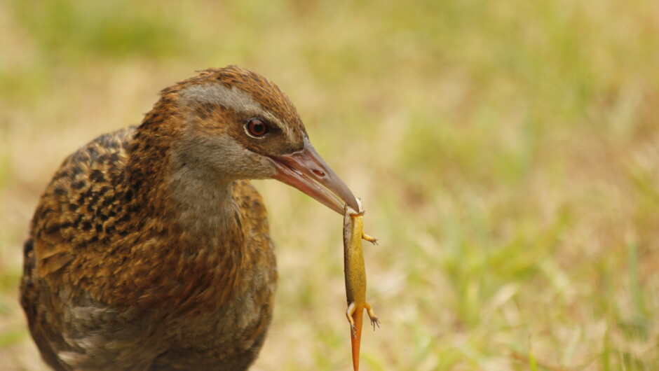 Weka