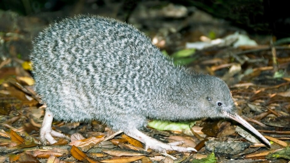Little spotted kiwi