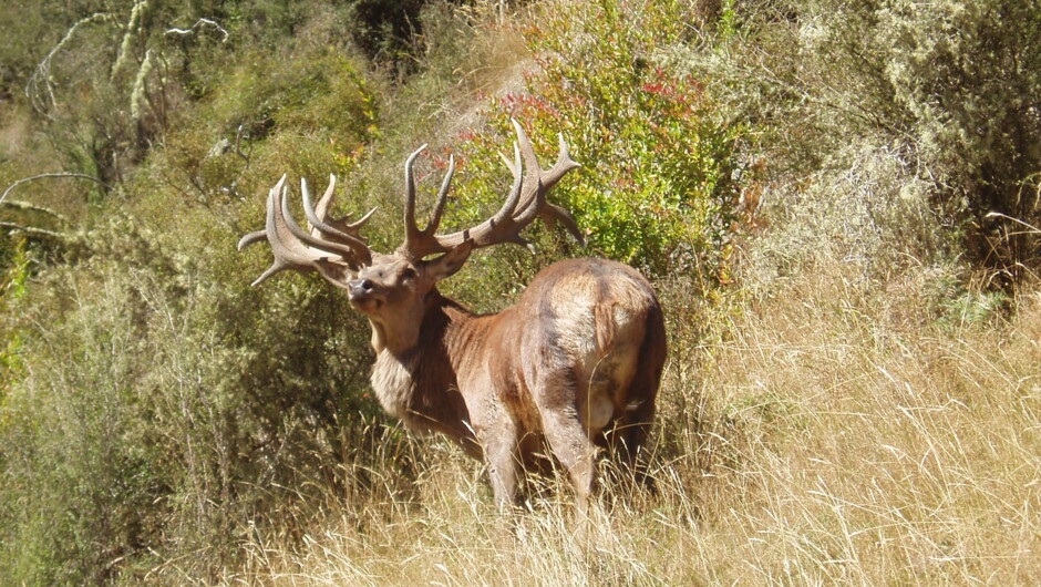 A mighty red stag at Spey Creek