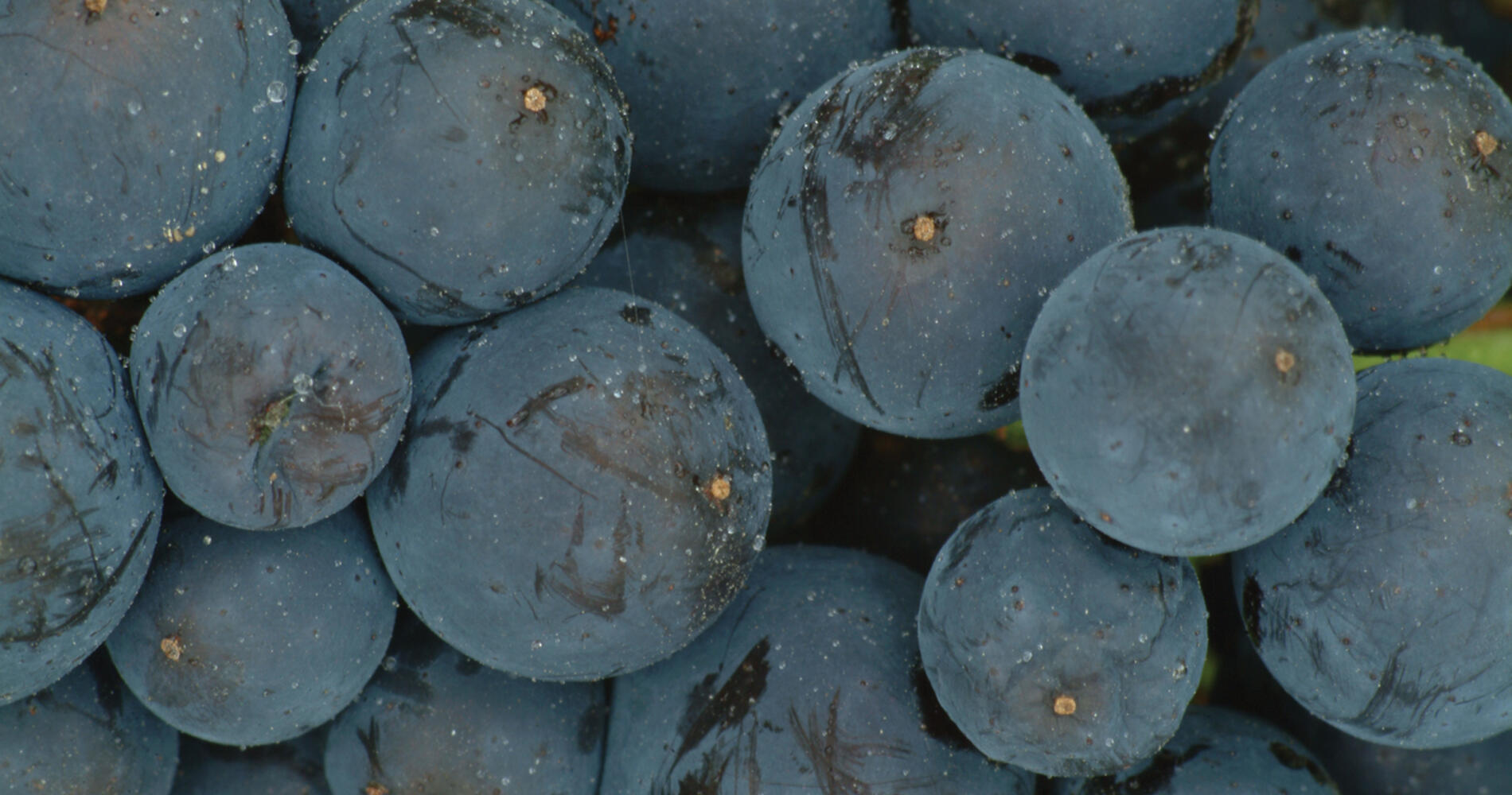 モンディロ(Mondillo) Activity in セントラル・オタゴ, ニュージーランド