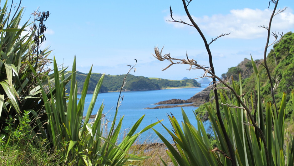 Moturua Island looking north