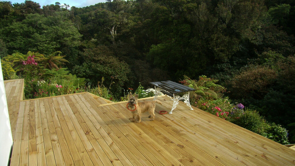 テリア犬のマクファーソン