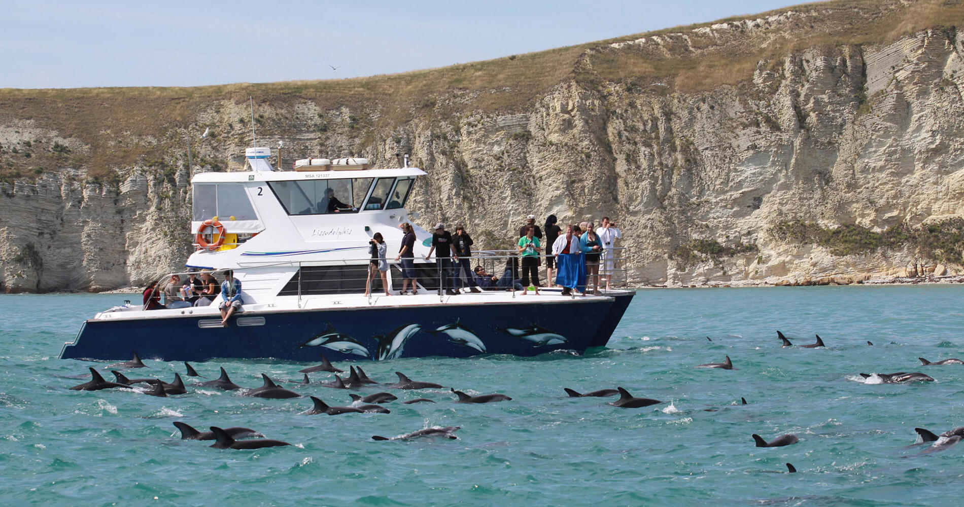 ドルフィン・エンカウンター | Activities & Day Trips in クライスト