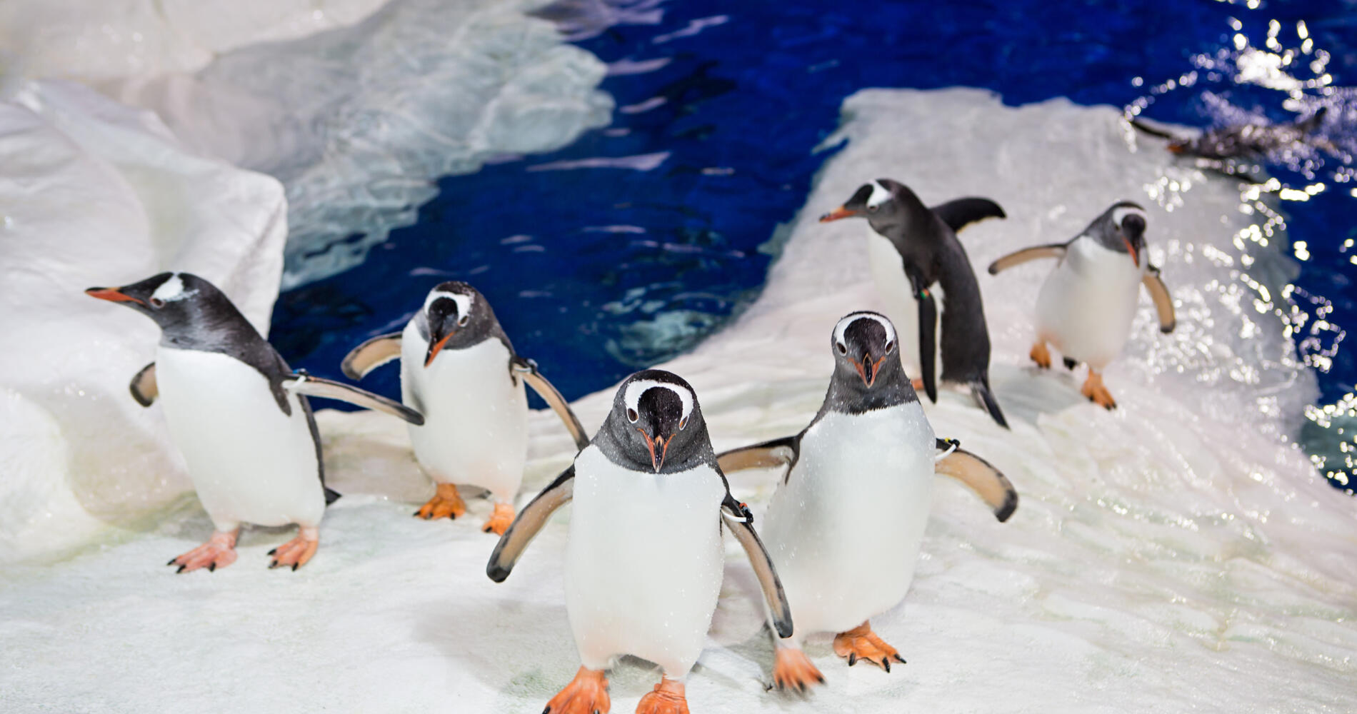 ケリー・タールトンズ水族館 シーライフ・アクエリアム | Activities