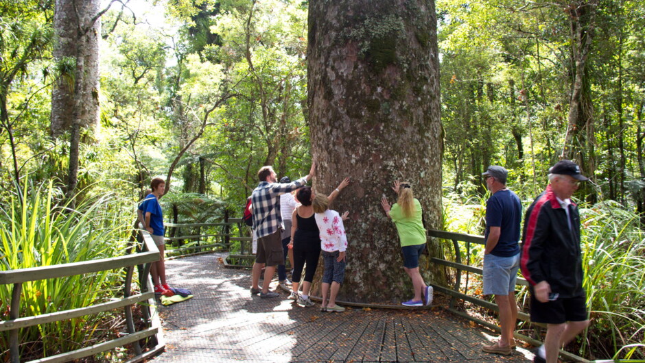 Adventure Puketi Bay of Islands.  Home of the giant kauri trees in subtropical rainforest.