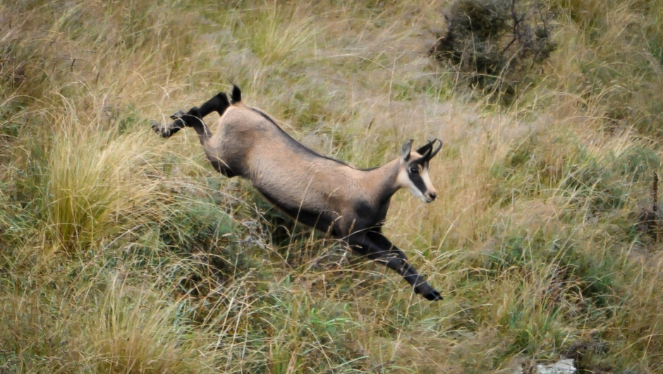 Chamois