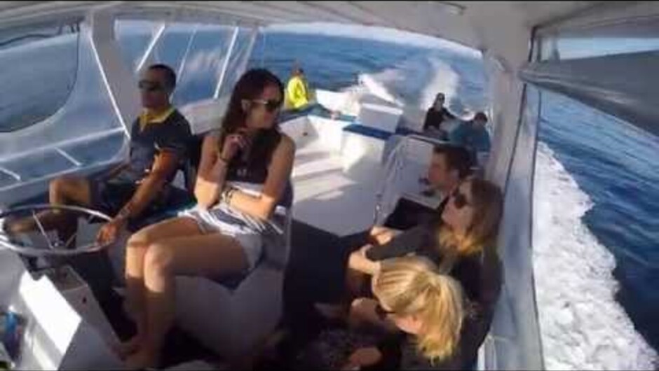 Video of diving the clear blue water and abundant marine life at the Poor Knights Islands.