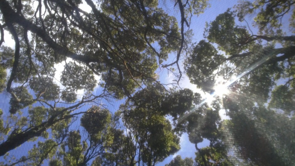 Glamping in the Pupu Rangi Nature Sanctuary