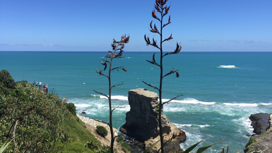 Muriwai Gannet Colony