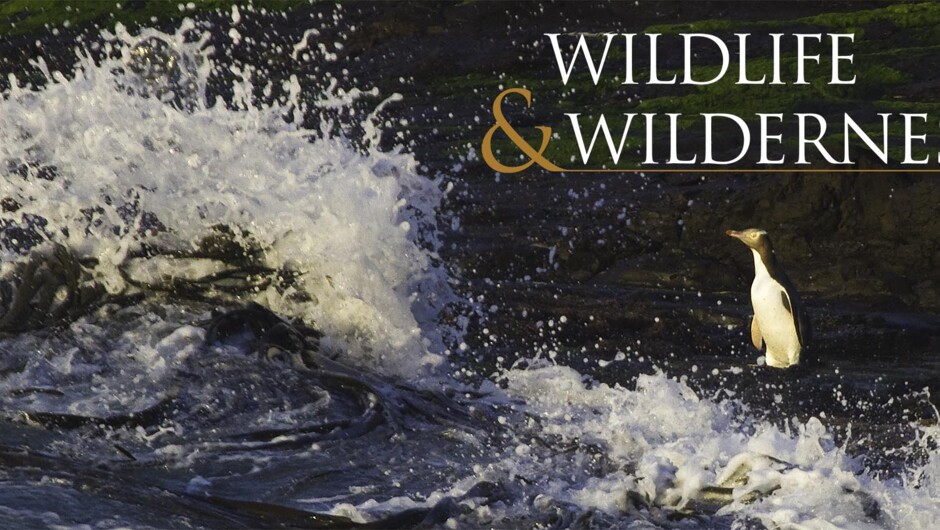 경이로움으로 가득한 남극 연안 섬 여행