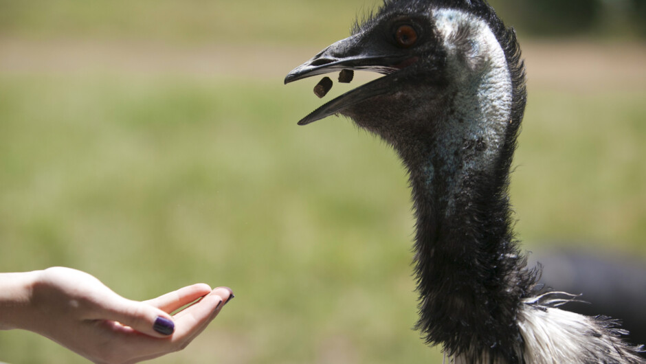 Emu