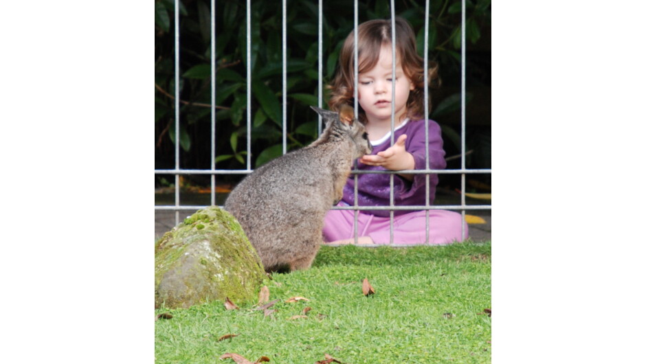Hand feeding wallaby