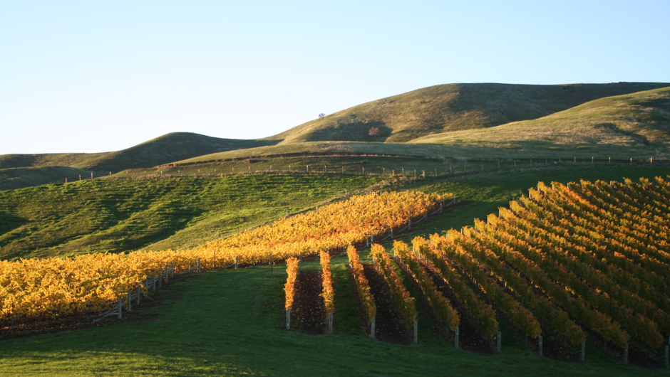 Marlborough vineyards.