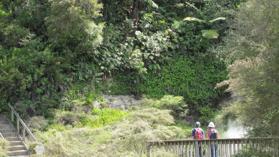 Take an eco-focused nature walk or hike through beautiful Waimangu Volcanic Valley thermal park.