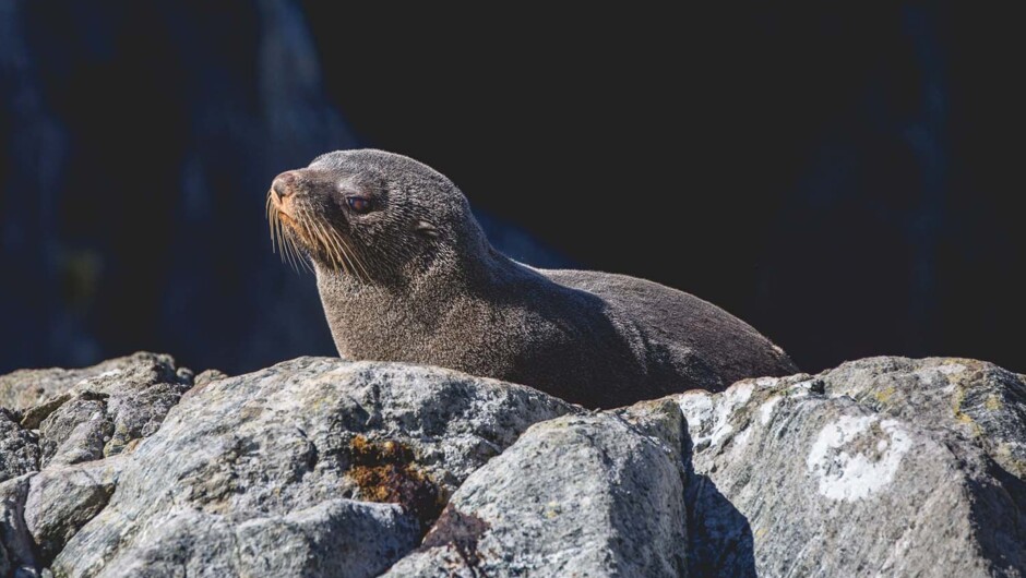 ミルフォード・サウンド・コーチ&amp;クルーズ (テ・アナウ発) - リアル・ジャーニーズ