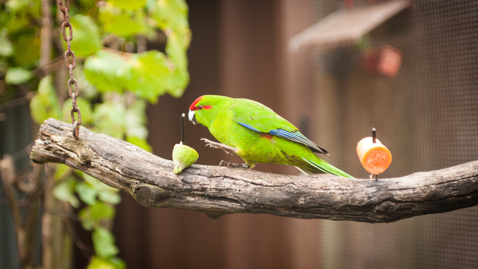 A kākāriki comes down to feed.