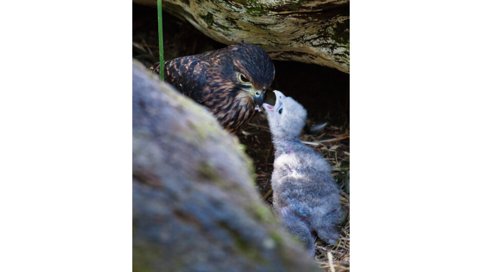 New Zealand falcon & chick