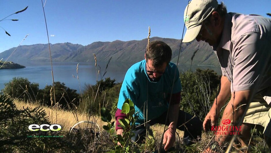 Wanaka's leading Nature tour companies - Ridgeline Adventures and Eco Wanaka Adventures - have combined to offer you the best of Wanaka's raw natural beauty in one day. If you only have one day in Wanaka then this is what you must do.