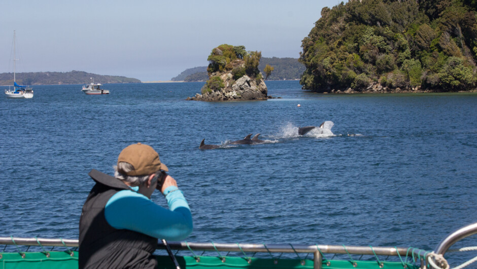 Bottlenose Dolphins display