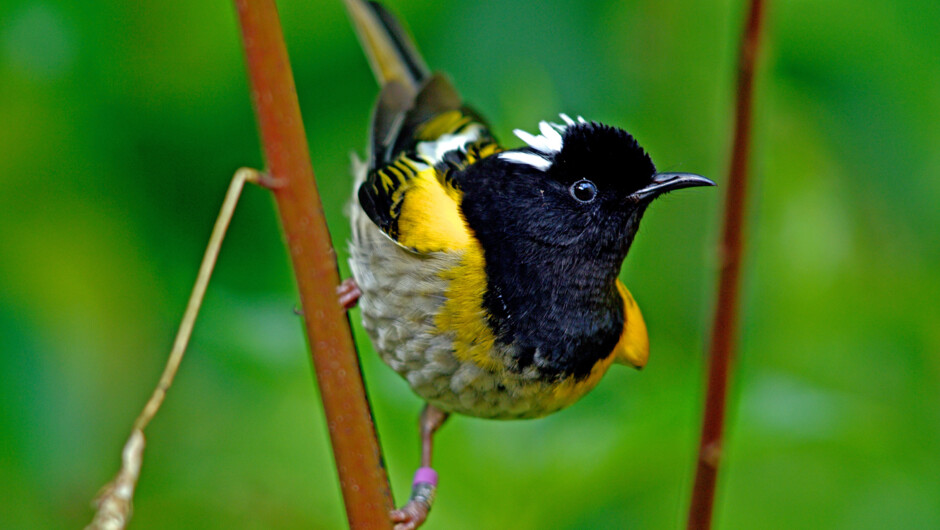 サンクチュアリ・マウンテン