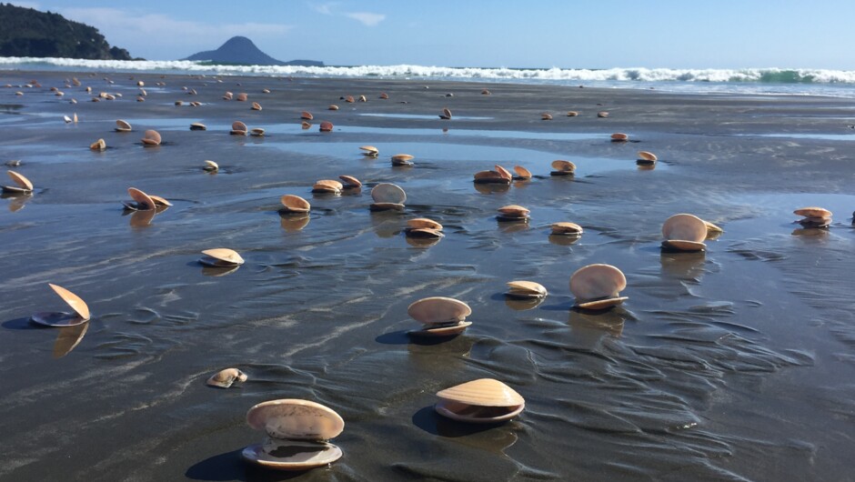 Ohope Beach low tide