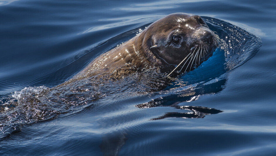 New Zealand fur seal. Island and Wildlife Cruise.