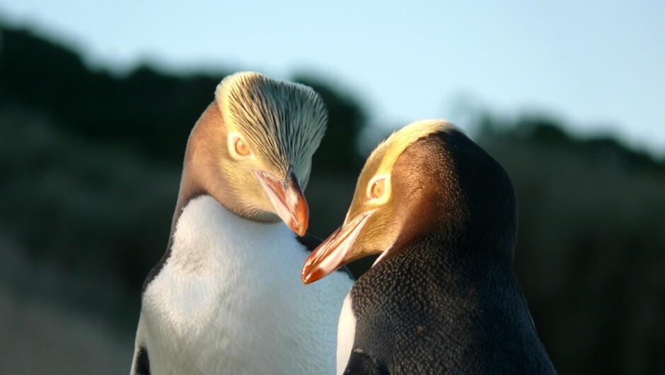 Yellow-eyed penguins (8 km away)