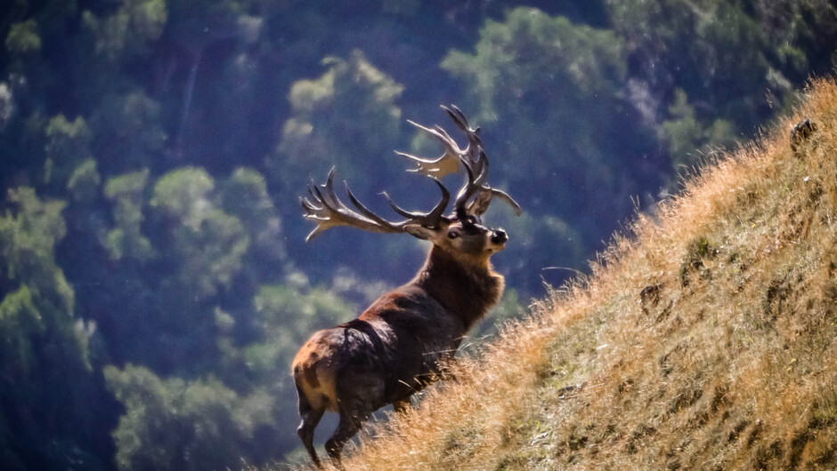 Red Stag