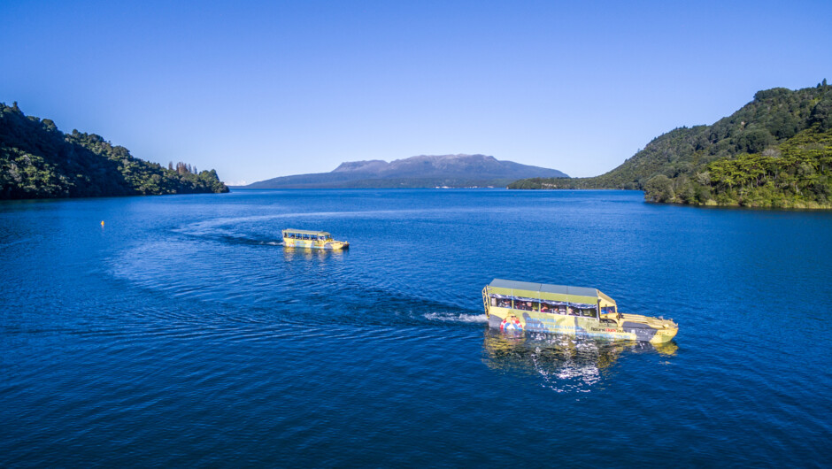 Ducks cruising on Tarawera