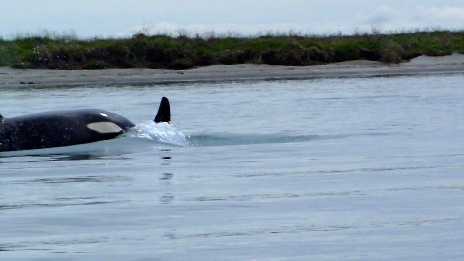 Orca at Ohiwa Harbour, Ohope Beach, Bay of Plenty.