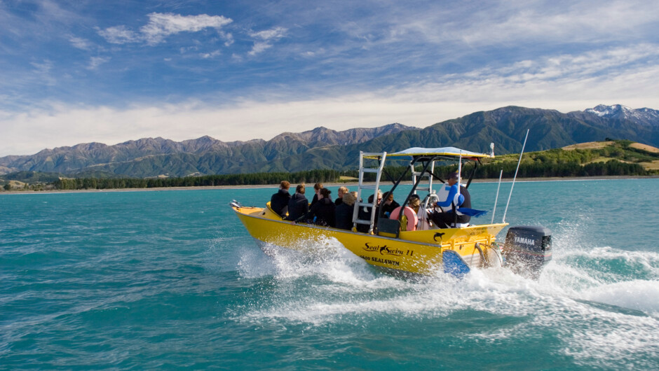 Seal Swim Tour Kaikōura