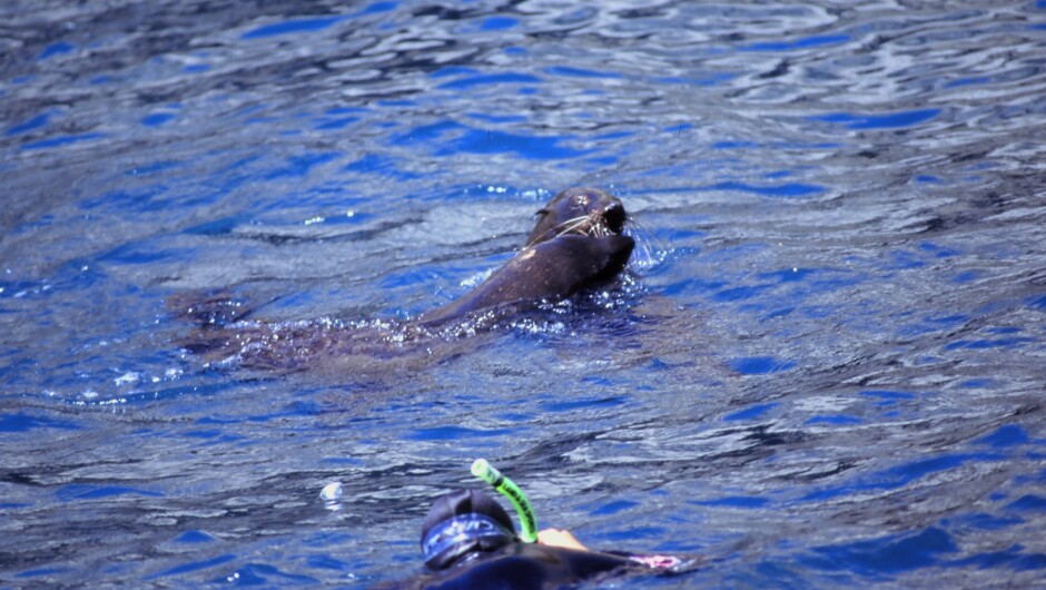 New Zealand Fur Seals in their natural habitat