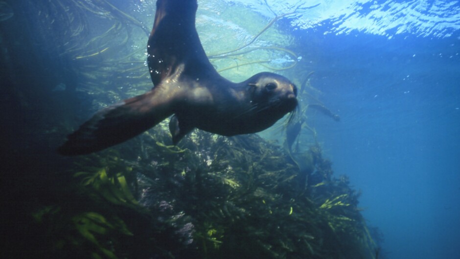 New Zealand Fur Seal, Seal Swim Kaikōura