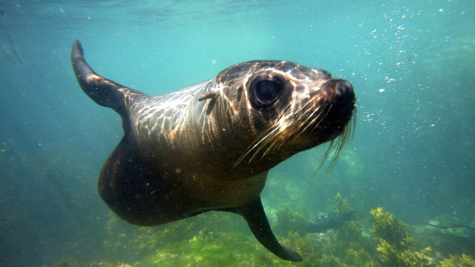 Kekeno - New Zealand Fur Seal